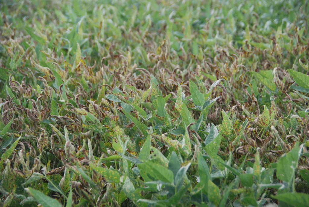Sudden death syndrome will generally occur in a small area of affected plants within a field situation. Interveinal chlorisis can be observed to be similar to the injury associated with fungicide phytotoxicity.