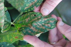 The phytotoxicity associated with the application of some fungicide products can produce an observable interveinal chlorosis.