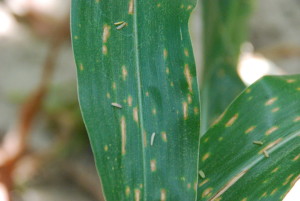 Southern corn leaf blight.  Note that lesions typically cross the veins and do not have parallel margins as occurs with gray leaf spot.