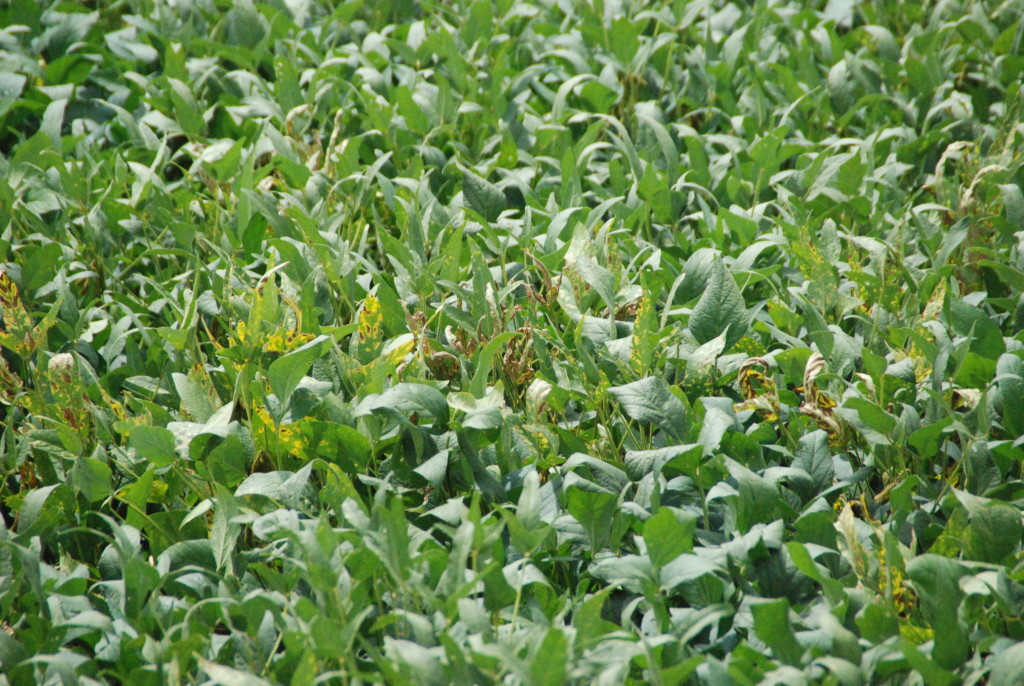 Red crown rot produces interveinal chlorosis similar to SDS, additional diseases, as well as phytotoxicity. However, the affected area will generally be quite small.