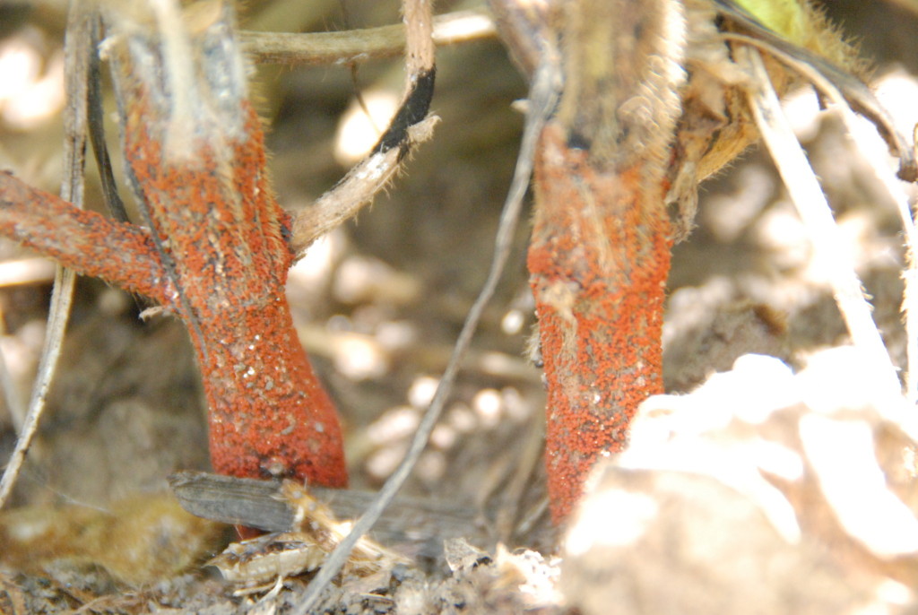 Red crown rot will produce brick red fungal structures at the base of the stem and the soil line.