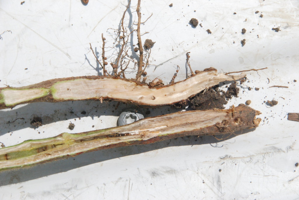 Vascular staining will be associated with red crown rot in addition to the production of red fungal structures at the base of the stem.