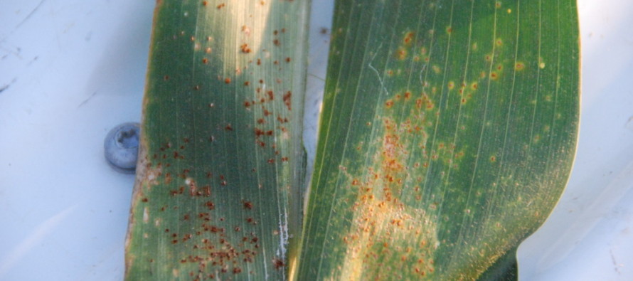 Corn Disease Update: July 4, 2015, Southern Rust Observed in Five Counties (UPDATED @ noon)