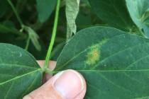 Soybean Disease Update: July 5, 2015