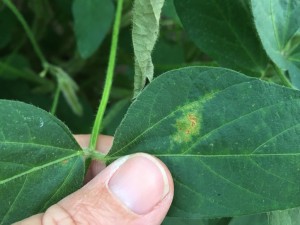 Soybean vein necrosis virus. Mild symptoms typically develop along a vein and can easily be confused with other diseases as well as such things as herbicide injury.