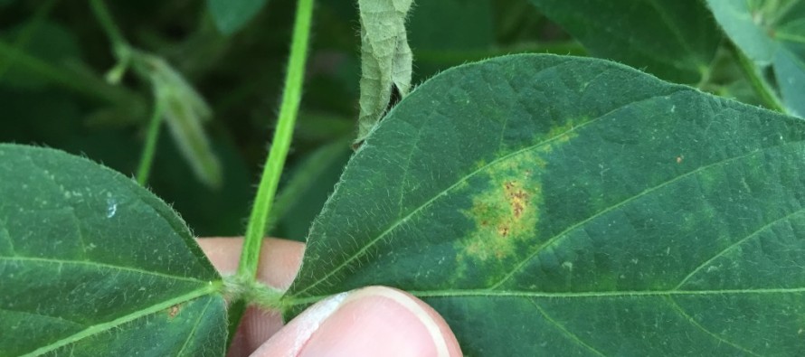 Soybean Disease Update: July 5, 2015