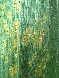 Southern rust. Note more numerous pustules, the slight yellow halo around the pustules, and the light orange sporulation erupting through the leaf's epidermis.