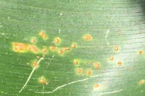 Corn Disease Update: July 11, 2015