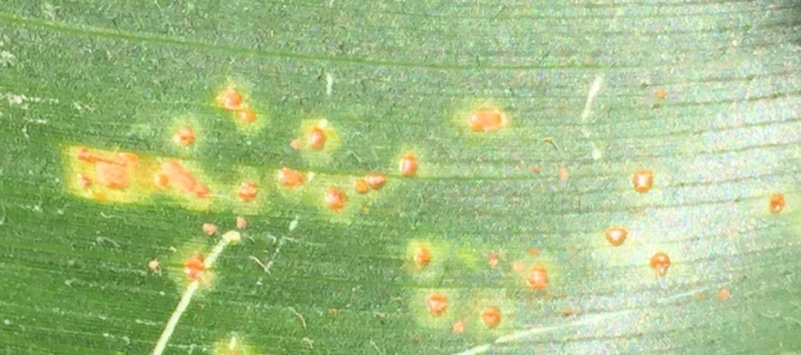 Corn Disease Update: July 11, 2015