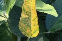 Soybean Disease Update: July 18, 2015
