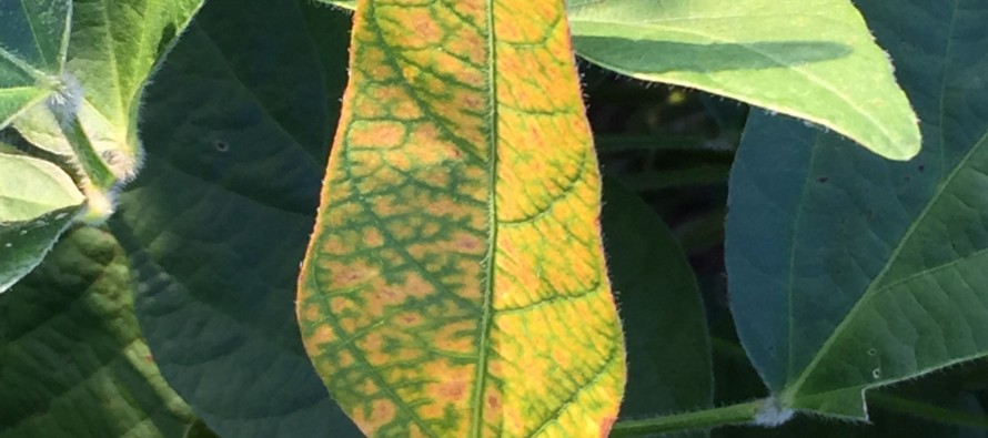 Soybean Disease Update: July 18, 2015