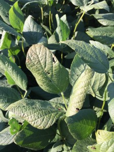 Cercospora leaf blight can develop a leathery appearance as well as the more common bronzing or purpling of the leaf tissue.
