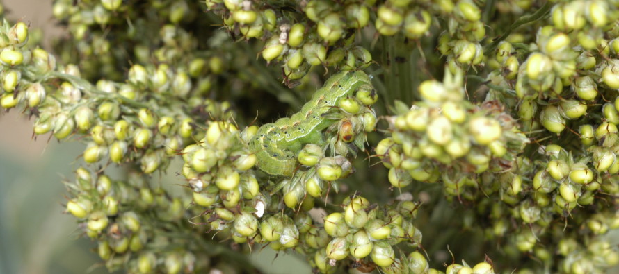 Controlling the Headworm Complex in Mississippi Grain Sorghum