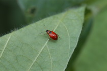 Bean Leaf Beetles High in Delta Soybean Fields