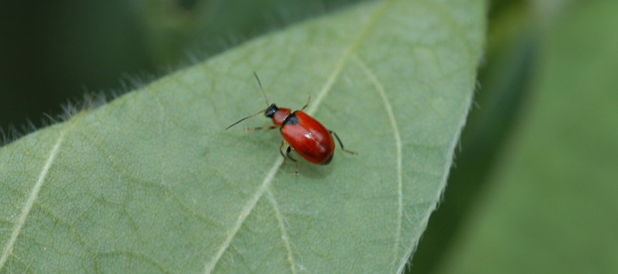 Bean Leaf Beetles High in Delta Soybean Fields