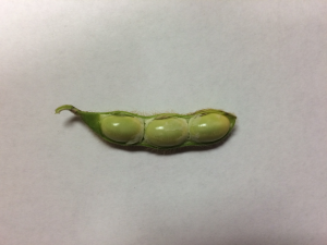 Seeds fill the entire pod cavity and "square off" on the ends as they press against each other