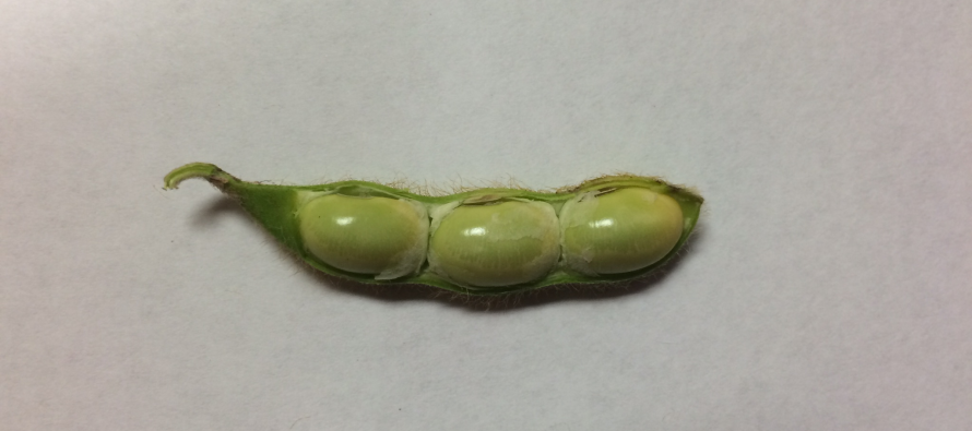 Late-Season Soybean Growth Stages