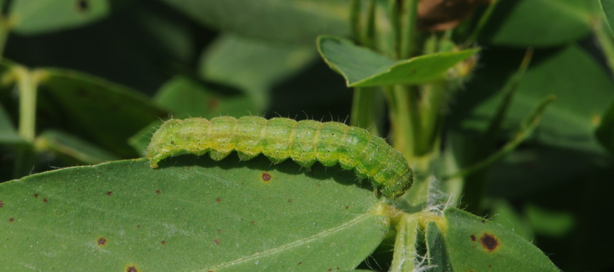 Defoliating Caterpillars in Peanuts