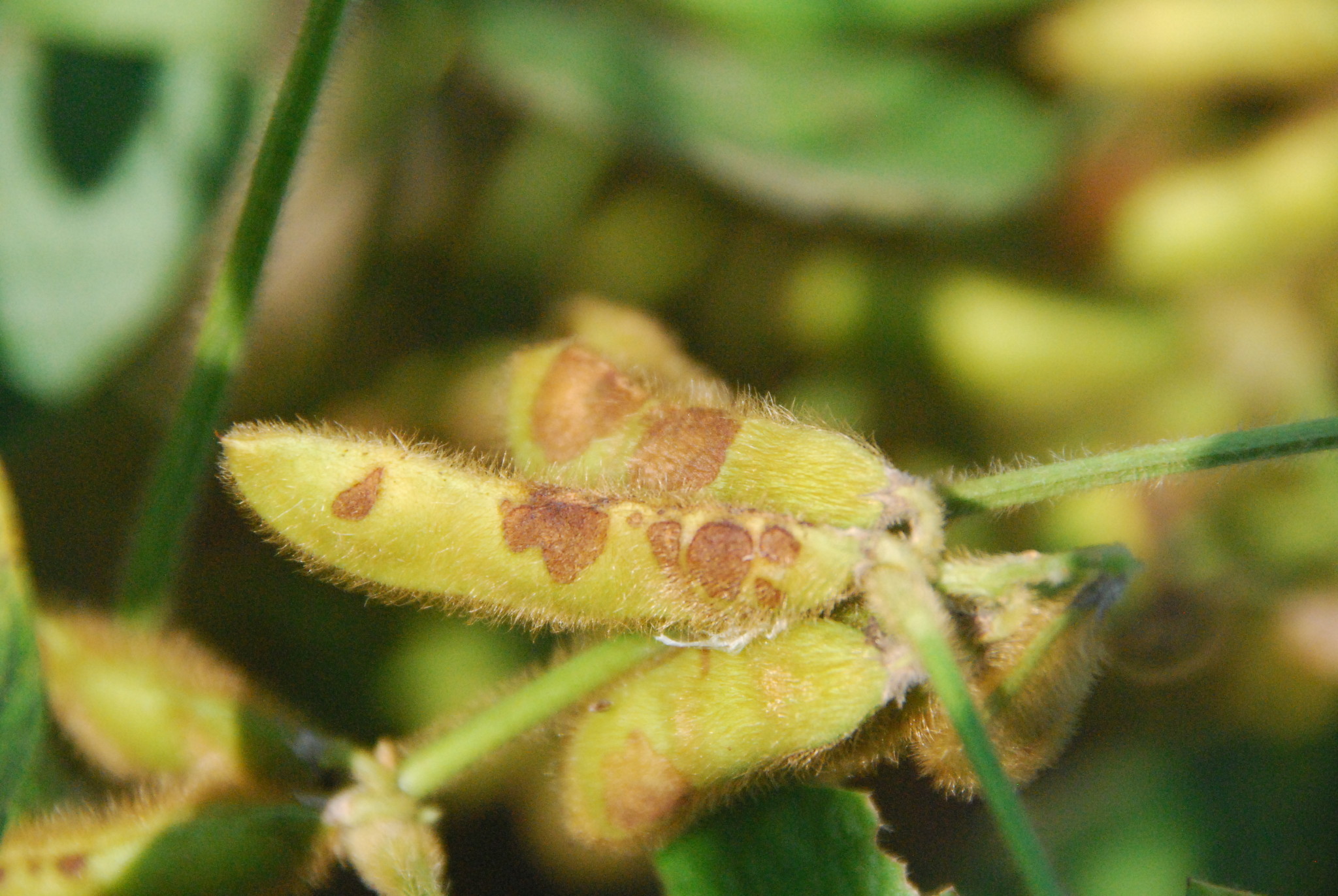 Soybean disease update July 31, 2015 Mississippi Crop Situation