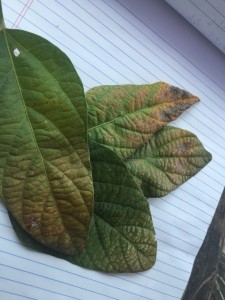 Cercospora leaf blight can produce a bronzing of leaves as well as purpling of leaves, pods, and petioles.