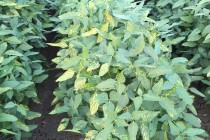 Soybean disease update: July 31, 2015