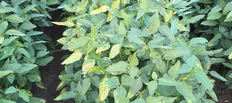 Soybean disease update: July 31, 2015