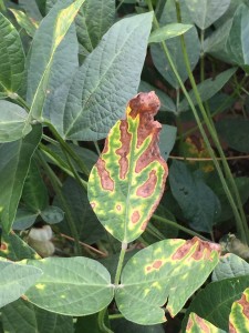 Severe phytotoxicity following a foliar fungicide application with a product previously known to produce phytotoxicity.