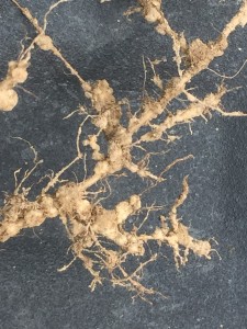 Galling associated with the root-knot nematode.  Foliar symptoms can be difficult to tell apart from several other root-based issues as well as fungicide phytotoxicity.