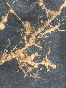 Galling associated with the root-knot nematode. Foliar symptoms can be difficult to tell apart from several other root-based issues as well as fungicide phytotoxicity.