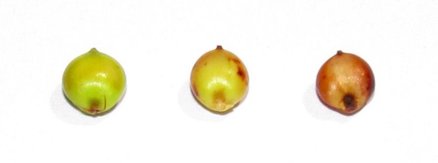 Progression of sorghum kernel maturity from hard dough (left) through physiological maturity or black layer (right).