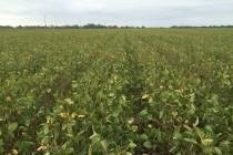 Soybean Status and Harvest Aid Update (Podcast)