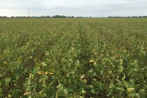 Soybean Harvest Aids