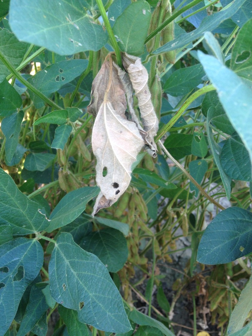 Trifoliate Withering due to Dectes Tunneling