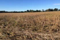 Dectes Stem Borer: Biology, Damage, and Management in Soybeans