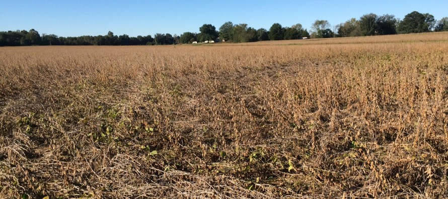 Dectes Stem Borer: Biology, Damage, and Management in Soybeans