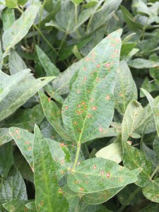 Frogeye leaf spot as observed in a moderately-susceptible soybean variety following a stand-alone strobilurin application.