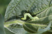Soybean Loopers and the Effect of Defoliation on Yield