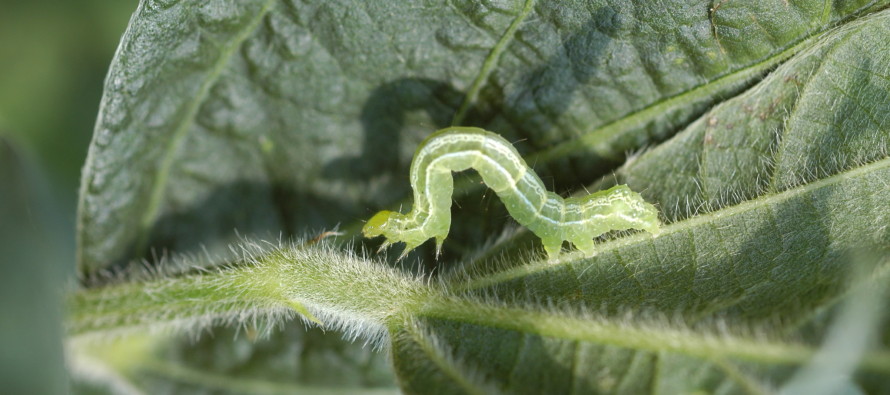 Soybean Loopers and the Effect of Defoliation on Yield