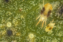 Terminating Spider Mite Sprays in Mid-South Cotton