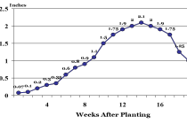 Late-Season Water Use in Peanut