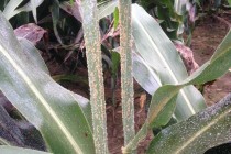 Sugarcane Aphids Building on Flag Leaf of Mature Grain Sorghum: Video