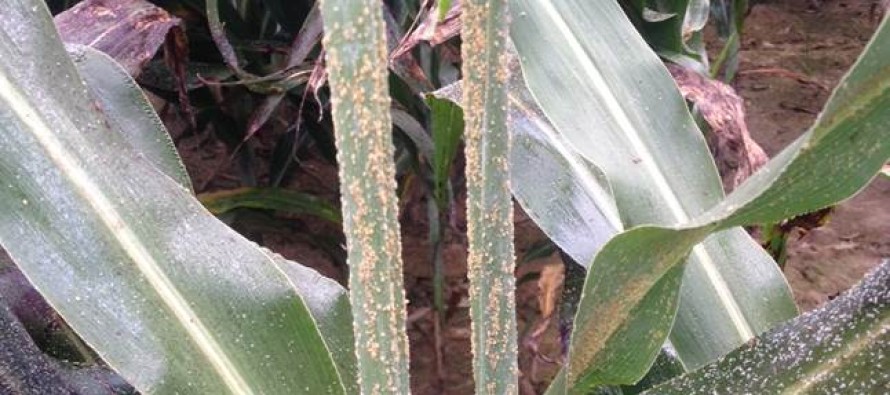 Sugarcane Aphids Building on Flag Leaf of Mature Grain Sorghum: Video