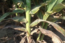 Sugarcane Aphid Control with Falling Temperatures