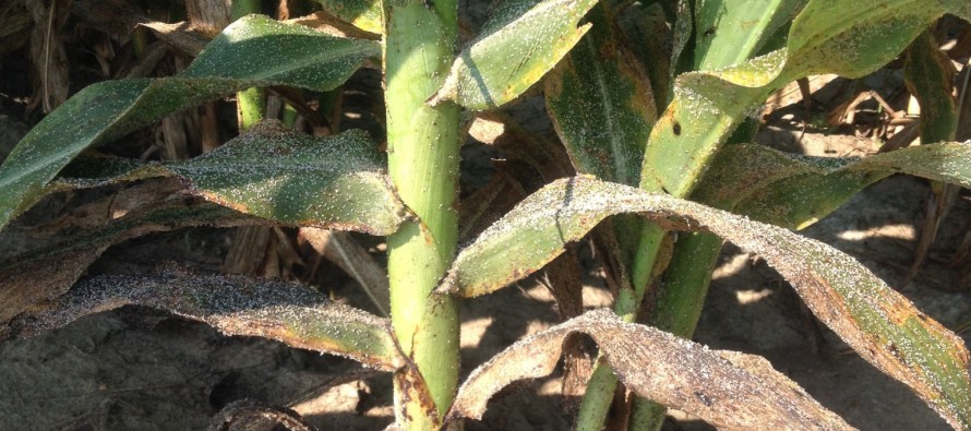 Sugarcane Aphid Control with Falling Temperatures
