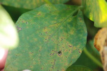 Are Late-Season Soybean Rust Observations Important?