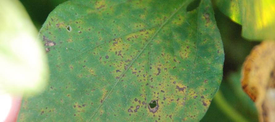 Are Late-Season Soybean Rust Observations Important?