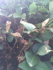 Severe aerial blight will matte leaves throughout the canopy and smells like rotten plant tissue.
