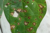 Late-season Soybean Disease Clinic: Baldwyn, MS, September 15, 2015