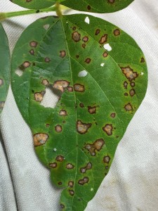 Characteristic frogeye leaf spot symptoms. Sporulation of the fungus generally occurs on the bottom of the leaf.  However, in this photo, sporulation can be observed on the top of the leaf.