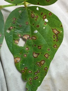 Characteristic frogeye leaf spot symptoms. Sporulation of the fungus generally occurs on the bottom of the leaf. However, in this photo, sporulation can be observed on the top of the leaf.